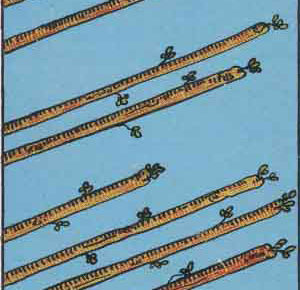 ワンドの8の逆位置